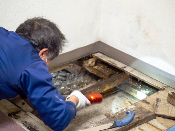 Best Mold Removal Company Near Me  in St Georges, DE