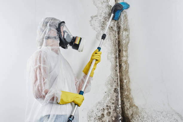 Best Mold Damage Repair  in St Georges, DE