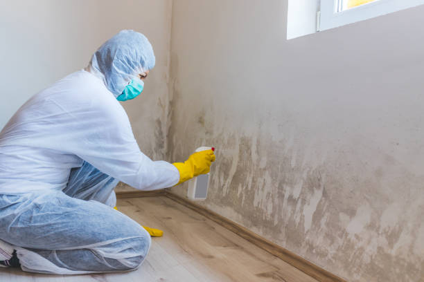 Best Attic Mold Removal  in St Georges, DE