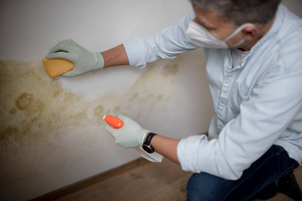Best Crawl Space Mold Removal  in St Georges, DE