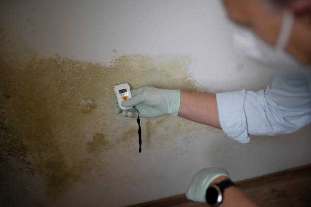 Best Fast Mold Removal  in St Georges, DE