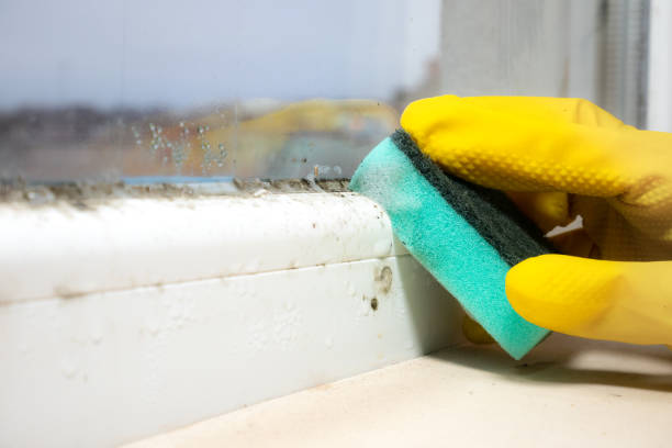 Trusted St Georges, DE Mold Removal Experts