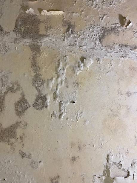 Best Same-Day Mold Removal  in St Georges, DE