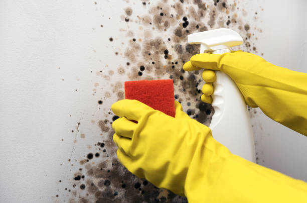 Best Mold Testing  in St Georges, DE