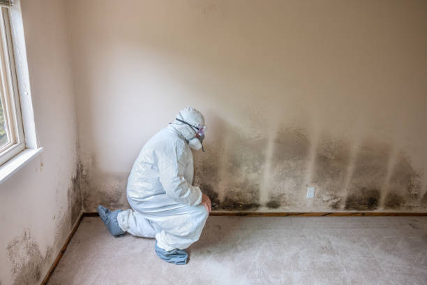 Best Mold Cleaning Services  in St Georges, DE
