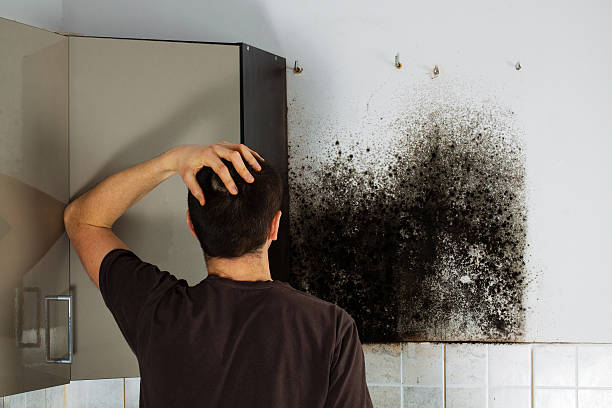 Best Home Mold Removal  in St Georges, DE