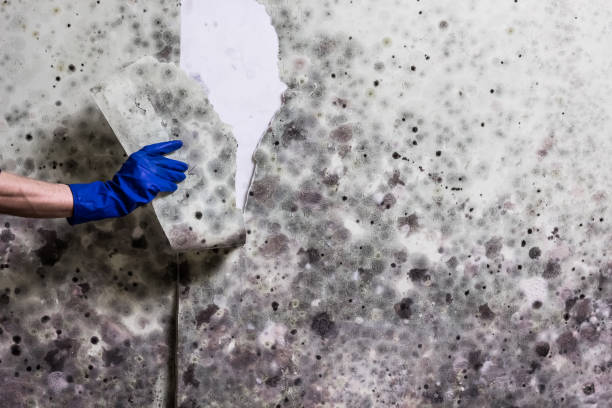 Best Best Mold Removal Companies  in St Georges, DE