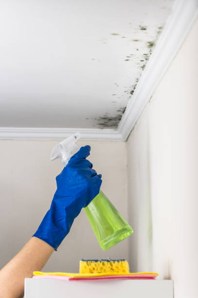 Attic Mold Removal in St Georges, DE