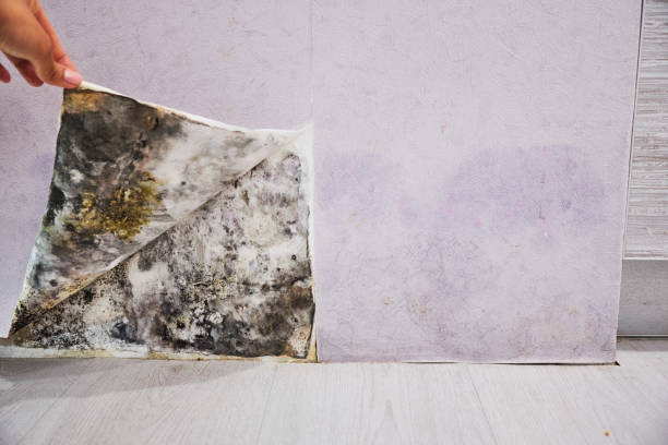 Best Commercial Mold Removal  in St Georges, DE